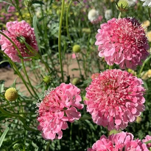 Outsidepride 200 Seeds Perennial Rose Scabiosa Pincushion Flower Seeds for Planting