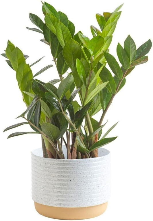 Costa Farms ZZ Plant, Live Indoor Houseplant in Modern Decor Planter, Natural Air Purifier in Potting Soil, Gift for Plant Lovers, Birthday Gift, Tabletop Living Room Decor, Desk Decor, 12-Inches Tall