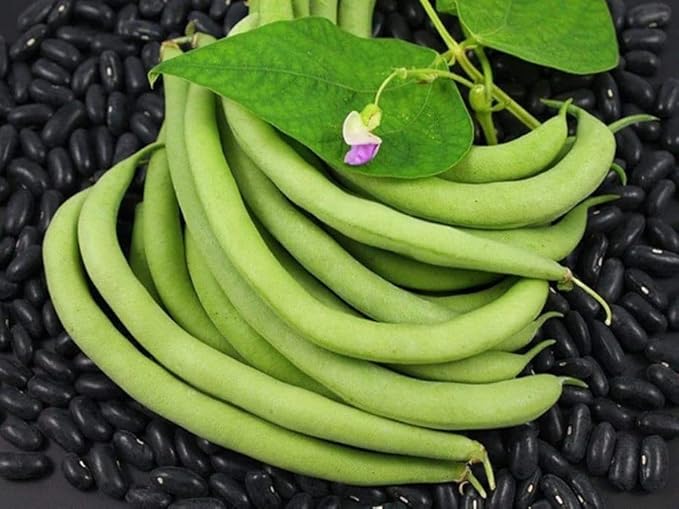 "Black Valentine" Bush Bean Seeds, 50+ Heirloom Seeds Per Packet, Non GMO Seeds, (Isla's Garden Seeds), Botanical Name: Phaseolus vulgaris