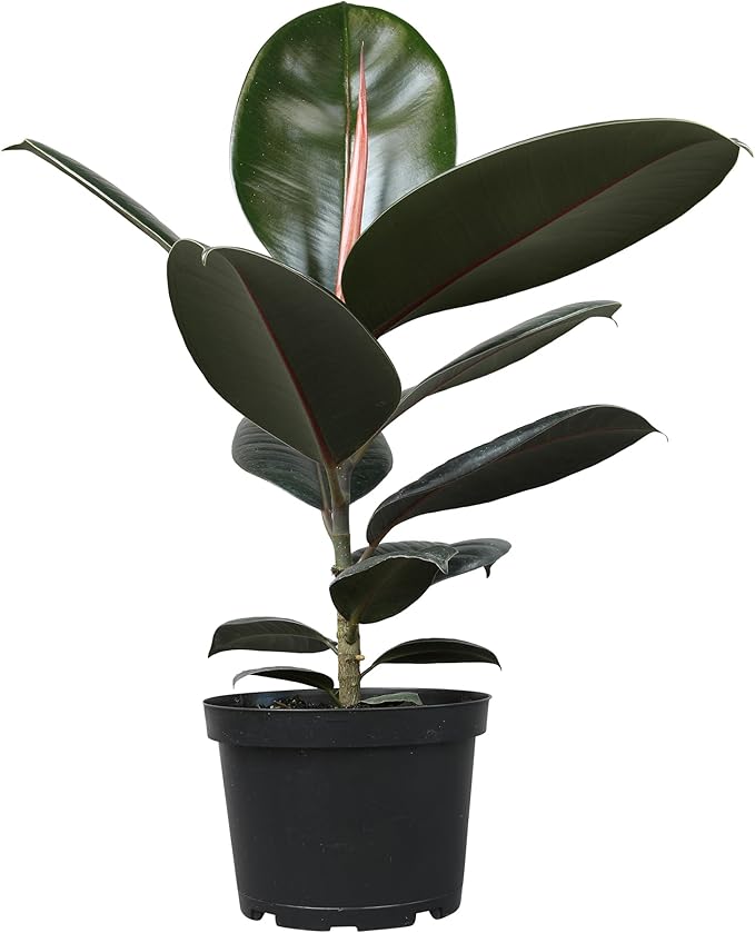 Burgundy Ficus Tree Live Plant (Approx. 16" Tall) in 6 Inch Pot, Rubber Plant, Air Purifying Plant, Easy Plant Décor, House Plant, Indoor Plant, Desk Plant & Office Plant by Plants for Pets