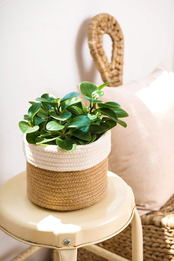 Dahey Small Cotton Rope Plant Basket Woven Plant Coiled Basket for Up to 7" Planter, Decorative Flower Pot Cover Closet Storage Bin Table Desk Organizer for Home Decor, White and Beige