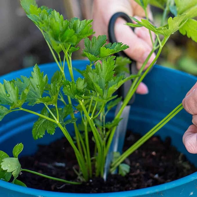 Parsley Potting Mix - Promote Strong Roots and Culinary Excellence with Our Premium Blend - 4 Quart