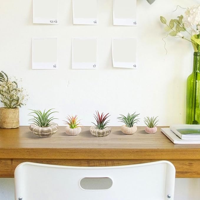 5 Pack Mini Sea Urchin Shell Air Plant Holders- 1.4-3.7 Inch Decorative Airplant Pot, Tabletop Air Tillandsia Succulent Display Container for Home Garden Decor Beach Theme Party Favors (No Plants)