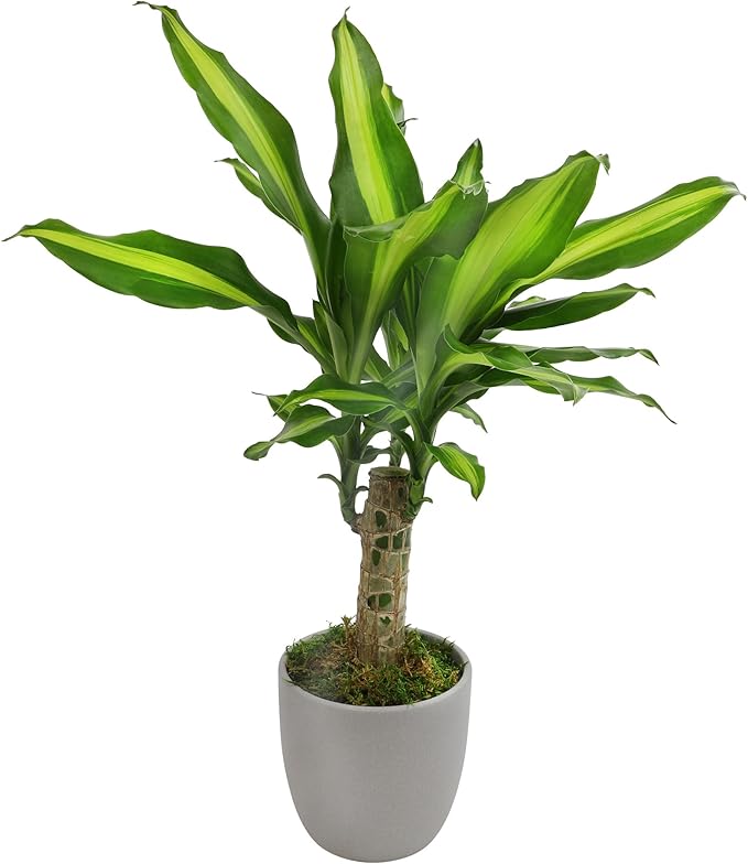 'Sunrise' Corn Plant Dracaena Plant Live Plant Decor, Office Desk Plant, Live Indoor House Plants, Decorative Plants, House Plants Indoors Live Plants Indoor Plants Live Houseplants by Plants for Pets