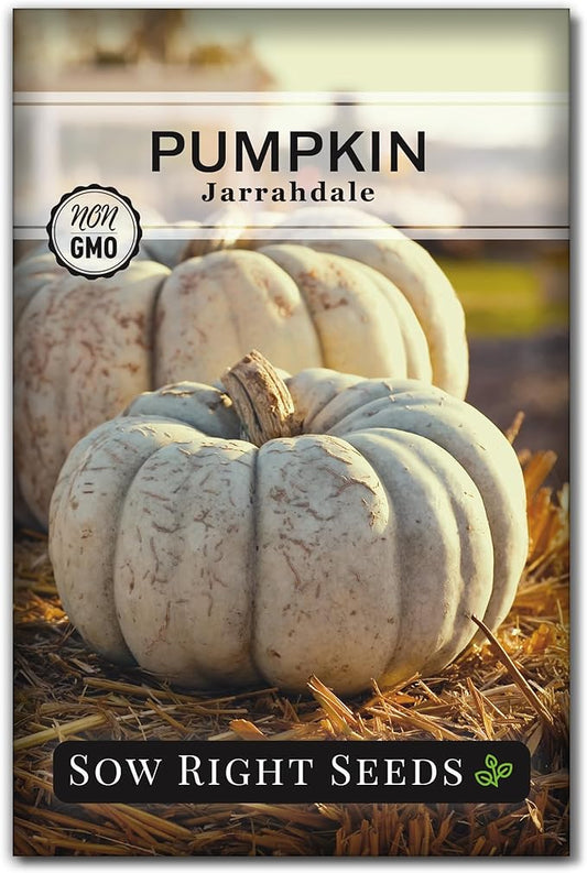 Sow Right Seeds - Jarrahdale Pumpkin Seeds for Planting - Non-GMO Heirloom Packet with Instructions to Plant & Grow an Outdoor Home Vegetable Garden - Unique Grey Blue Variety - Fall Decor (1)