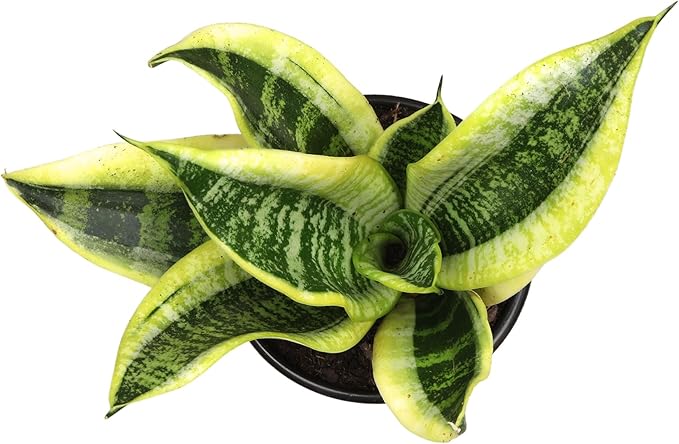 Altman Plants Sansevieria Superba Snake Plants (Approx. 8" Tall) in White Plant Pot, Variegated Snake Plant Decor, Easy Plant Gift & Desk Plant, Live Snake Plant Live Indoor with Pot, Air Purifying