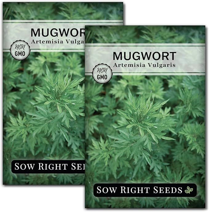 Sow Right Seeds - Mugwort Seeds for Planting - Non-GMO Heirloom Packet with Instructions to Plant an Outdoor or Indoor Herb Garden - Rare Perennial, Wild Wormwood - Medicinal & Culinary Cronewort (2)