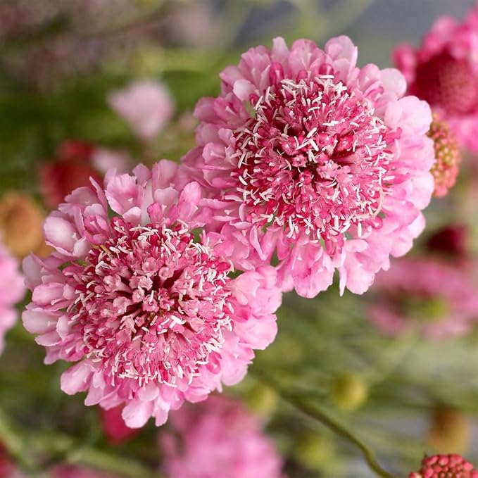Outsidepride 400 Seeds Perennial Rose Scabiosa Pincushion Flower Seeds for Planting