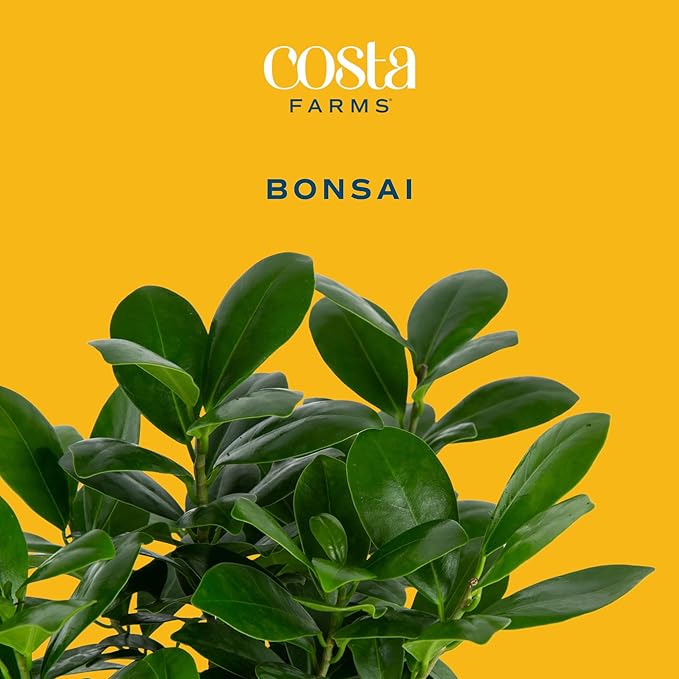 Costa Farms Mini Bonsai Live Indoor Tree, Grower's Choice, 1-Year Old, Potted in Indoor Planter Plant Pot, Tabletop Office and Home Décor, 10-Inches Tall