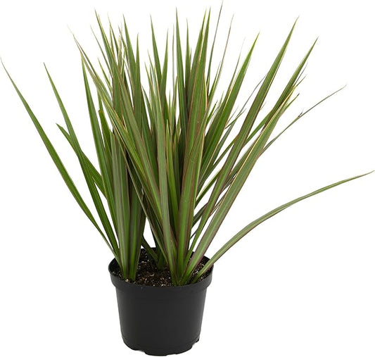 Bicolor Dracaena Plant Live Dragon Tree in 6 inch Pot, Easy Plant Decor, Dracaena Marginata House Plant, Air Purifying Plant, Live Indoor Plant, Desk Plant & Office Plant by Plants for Pets