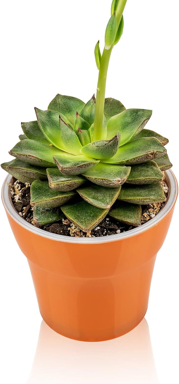 Professional Succulent Soil Premium All Purpose Blend | Pre-Mixed Ready to Use for Cactus and Succulents | Sphagnum Peat Moss, Perlite, New Zealand Pine Bark - Made in USA - 2 Quart