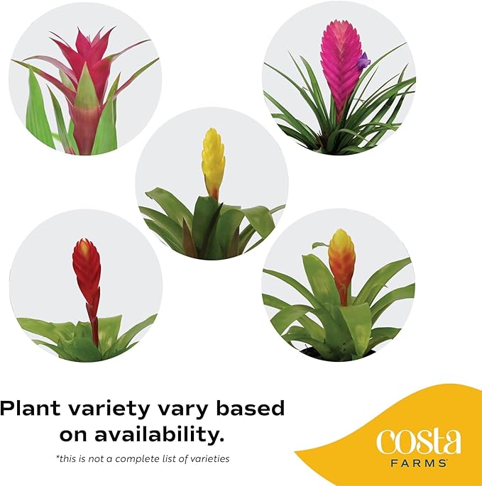 Costa Farms Bromeliad Live Plant, Live Indoor Flowering Plant, Houseplant Potted in Eco-Friendly Washable Paper Planter with Potting Soil Mix, Tabletop Room Decor, Grower's Choice, 12-Inches Tall