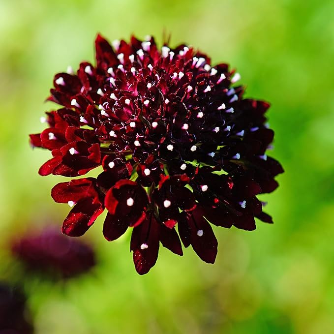 Outsidepride 400 Seeds Perennial Purple Scabiosa Pincushion Flower Seeds for Planting