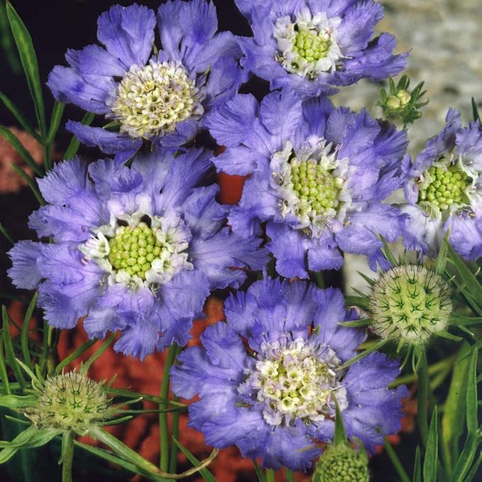 Outsidepride 200 Seeds Perennial Blue Scabiosa Pincushion Flower Seeds for Planting