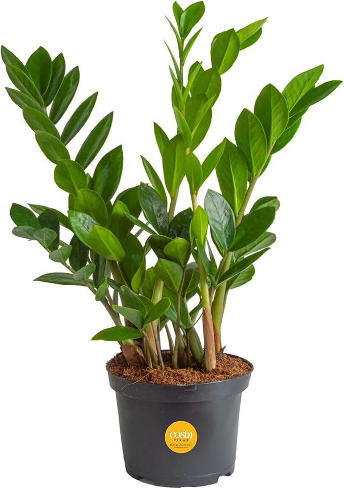 Costa Farms ZZ Live Indoor Tabletop Plant in 6-Inch Grower Pot