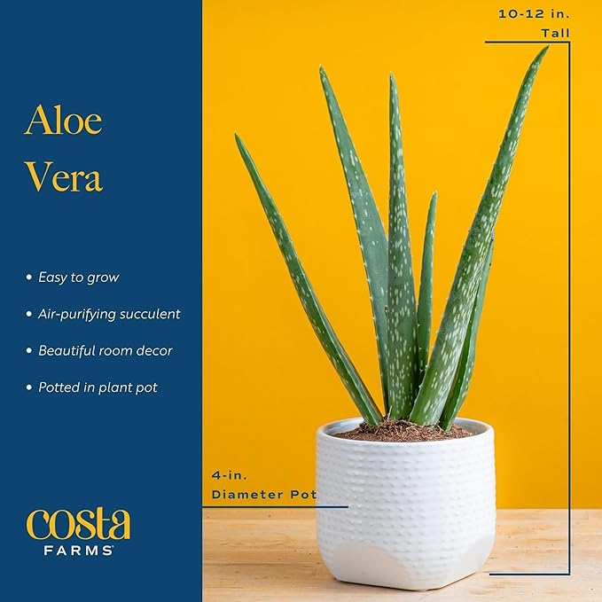 Costa Farms Aloe Vera, Live Succulent Plant, Easy Care Indoor Houseplant in Modern Décor Planter, Room Air Purifier, Tabletop, Office, Desk or Home Décor, Birthday, Gardening Gift, 10-12 Inches Tall