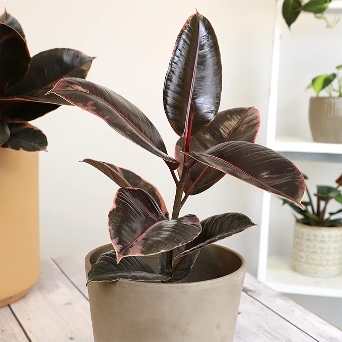 6" Ficus Ruby, Variegated Rubber Plant, Real House Plants, Desk Plants Live, Plant Decor for Bedroom, Floor Plants, Real Plants Indoor Live Plants Indoor Plants Live Houseplants by Plants for Pets