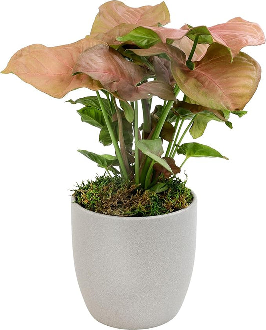 Arrowhead Plant/Syngonium Plant Live Plant Decor, Office Desk Plant, Live Indoor House Plants, Decorative Plants, House Plants Indoors Live Plants Indoor Plants Live Houseplants by Plants for Pets