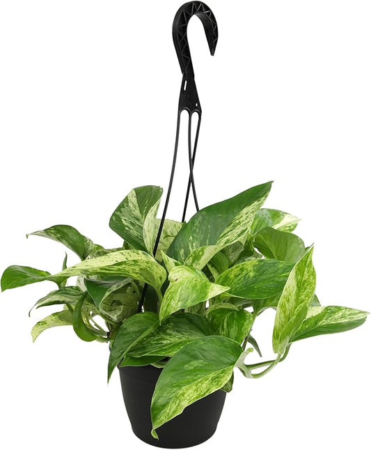Marble Queen Pothos Hanging Basket, Variegated Pothos Live Plant Decor, Real Pothos Plant with Hanger, Desk Plant & Office Plant, Plant Gift, Easy to Grow House Plant by Plants for Pets