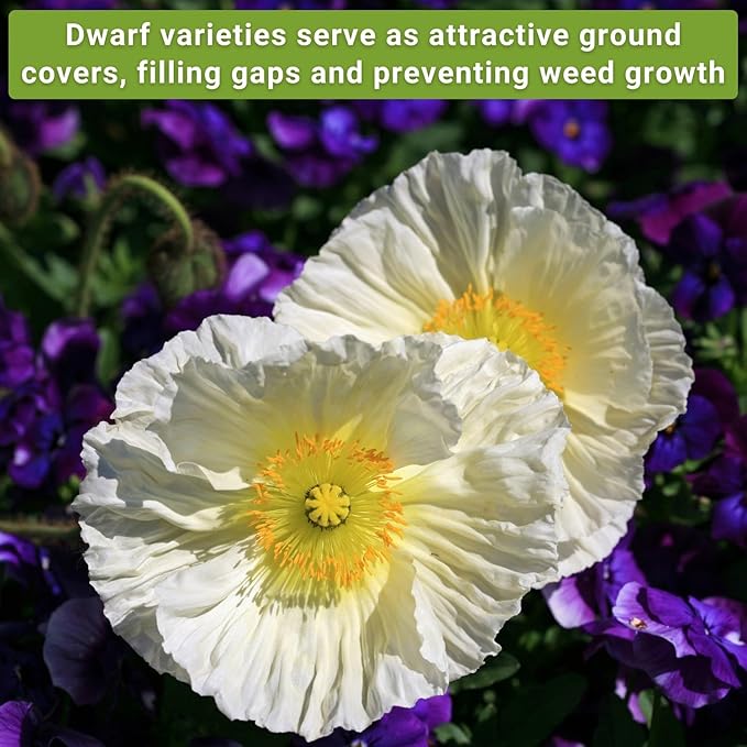Sow Right Seeds - Dwarf Flower Seed Collection for Planting - Individual Packets of Zinnia Thumbelina, White Linen Poppy, Tetra Snapdragon, Dwarf Dahlia, and Sparky Marigold Non-GMO Heirloom Seeds