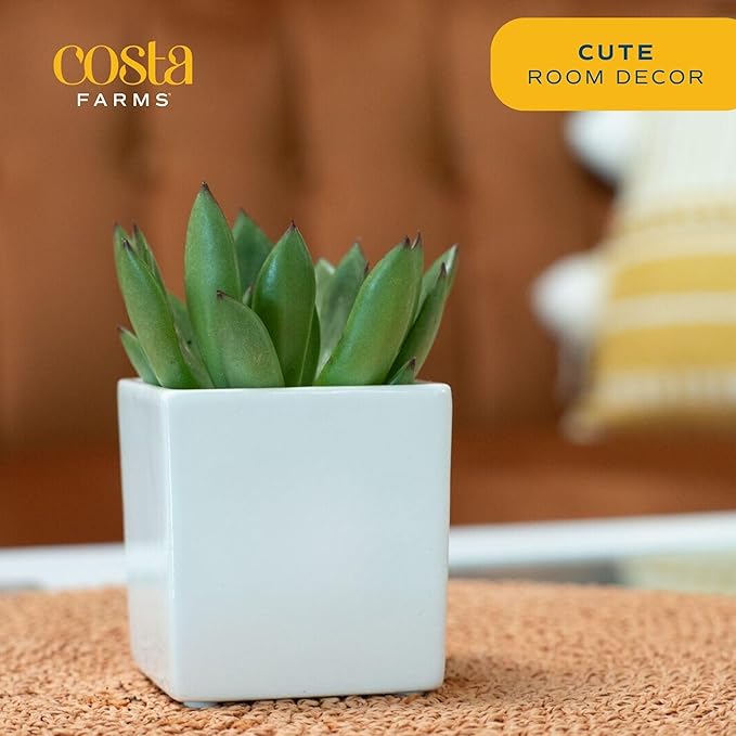 Costa Farms Mini Succulent Live Indoor Plant, Easy to Grow Echeveria Succulent Houseplant in Cute Decor Plant Pot, Tabletop Succulents Office or Room Decor, Housewarming, 4-Inches Tall