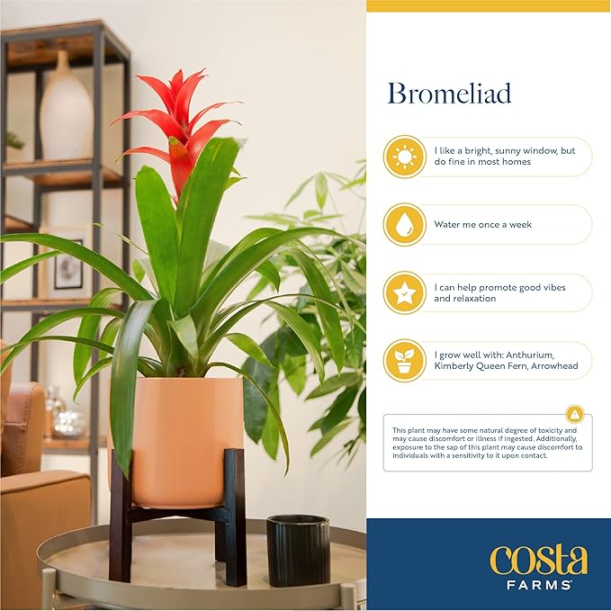 Costa Farms Bromeliad Live Plant, Live Indoor Flowering Plant, Houseplant Potted in Eco-Friendly Washable Paper Planter with Potting Soil Mix, Tabletop Room Decor, Grower's Choice, 12-Inches Tall