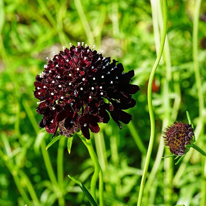Outsidepride 400 Seeds Perennial Purple Scabiosa Pincushion Flower Seeds for Planting