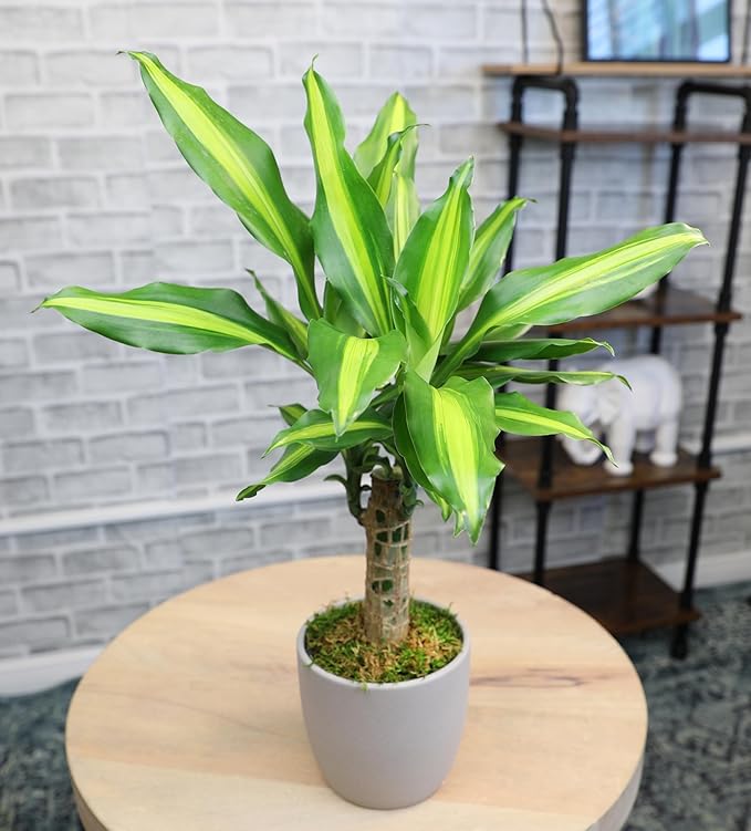 'Sunrise' Corn Plant Dracaena Plant Live Plant Decor, Office Desk Plant, Live Indoor House Plants, Decorative Plants, House Plants Indoors Live Plants Indoor Plants Live Houseplants by Plants for Pets