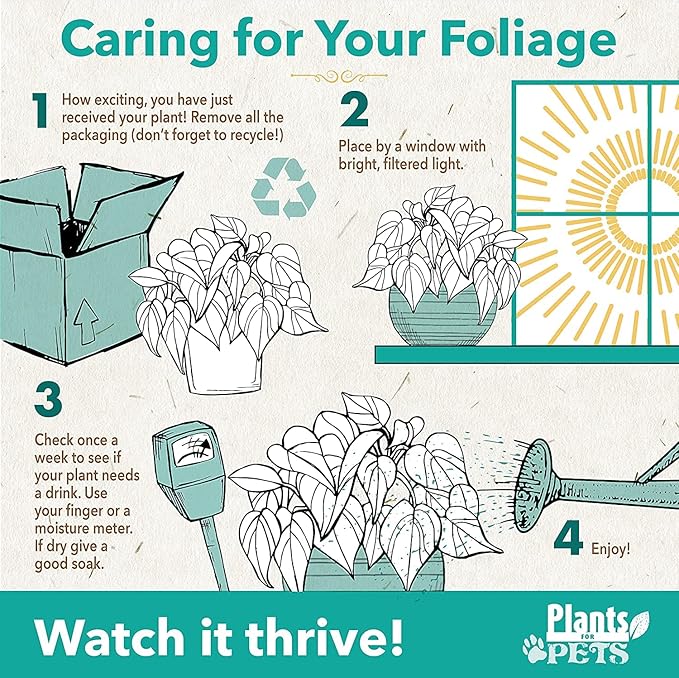 Non-Toxic Calathea Prayer Plant Decor, Desk Plant in 4" Stone Planter, Pet Safe Plants, Live Plant for Low Light Home, Calathea Plant Gift, Decorative Plants & House Plants by Plants for Pets