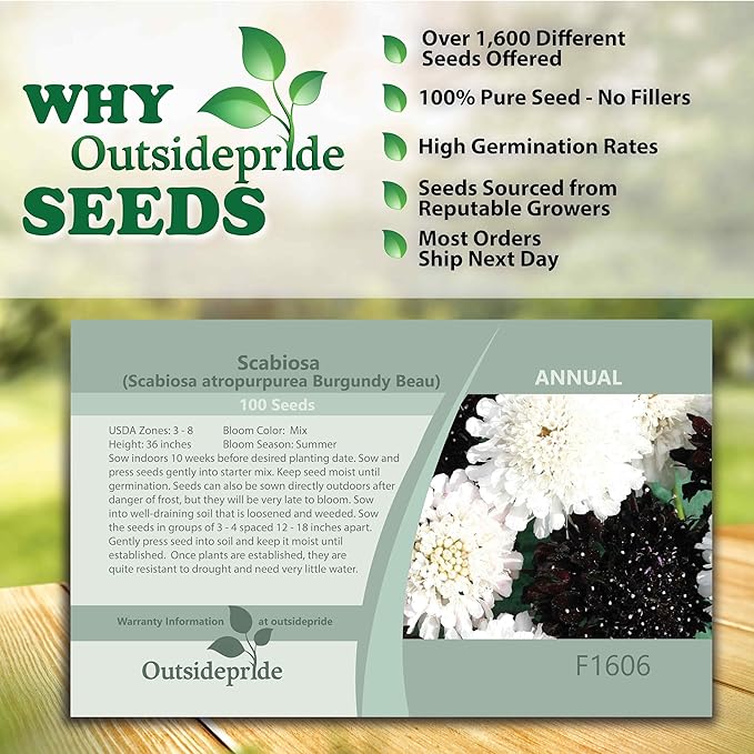 Outsidepride 100 Seeds Perennial Night & Day Scabiosa Pincushion Flower Seed Mix for Planting