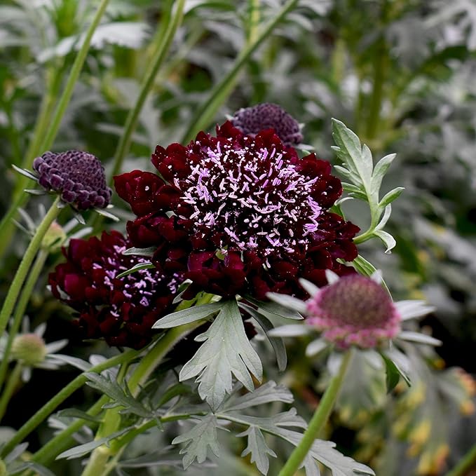 Outsidepride 400 Seeds Perennial Purple Scabiosa Pincushion Flower Seeds for Planting