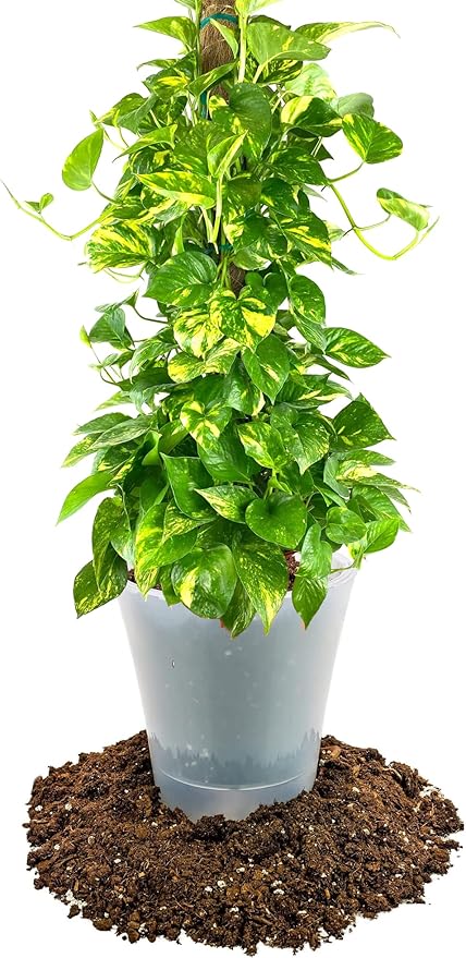 Premium Pothos Potting Soil Mix - Air Cleaning Plant Potting Mix, Soil Mix for Pothos, Parlor Palm, Peace Lily - (1 Quart Bag)