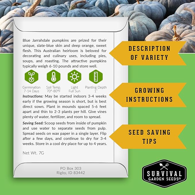 Blue Jarrahdale Pumpkin Seeds for Planting - 2 Packets with Instructions to Plant & Grow Decorative and Flavorful Blue Pumpkins in Your Home Garden - Non-GMO Heirloom Variety - Survival Garden Seeds