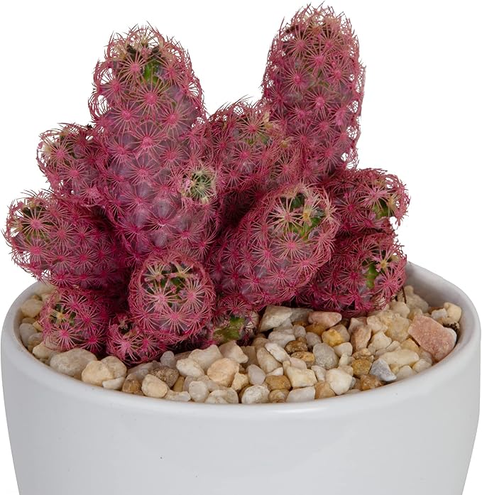 Costa Farms, Premium Live Indoor Desert Gems Purple Cacti, Tabletop Plant, White Gloss Euro Ceramic Decorator Pot, Shipped Fresh From Our Farm, Excellent Gift