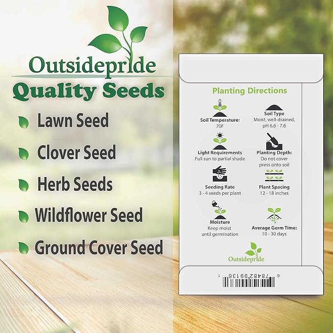 Outsidepride 100 Seeds Perennial Maroon Beaujolais Bonnets Scabiosa Pincushion Flower Seeds for Planting