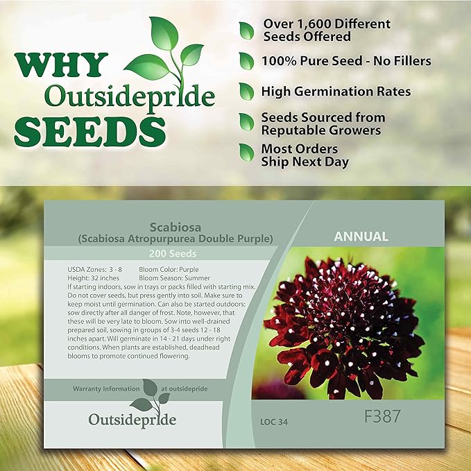 Outsidepride 200 Seeds Perennial Purple Scabiosa Pincushion Flower Seeds for Planting