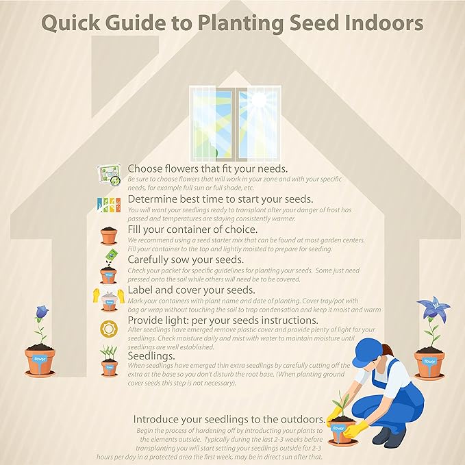 Outsidepride 100 Seeds Perennial Maroon Beaujolais Bonnets Scabiosa Pincushion Flower Seeds for Planting