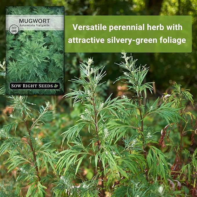 Sow Right Seeds - Mugwort Seeds for Planting - Non-GMO Heirloom Packet with Instructions to Plant an Outdoor or Indoor Herb Garden - Rare Perennial, Wild Wormwood - Medicinal & Culinary Cronewort (3)