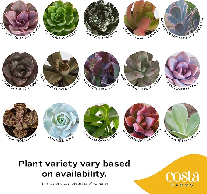 Costa Farms Mini Succulents (3-Pack), Assorted Live Indoor Succulent Plants in Cute Decor Planters, Grower's Choice Easy Care Houseplants, Tabletop, Office, Desk, or Room Decor, 2-Inches Tall, ceramic