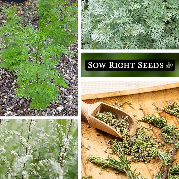 Sow Right Seeds - Mugwort Seeds for Planting - Non-GMO Heirloom Packet with Instructions to Plant an Outdoor or Indoor Herb Garden - Rare Perennial, Wild Wormwood - Medicinal & Culinary Cronewort (3)