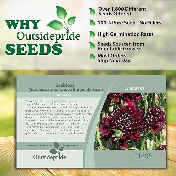 Outsidepride 50 Seeds Perennial Burgundy Beau Scabiosa Pincushion Flower Seeds for Planting
