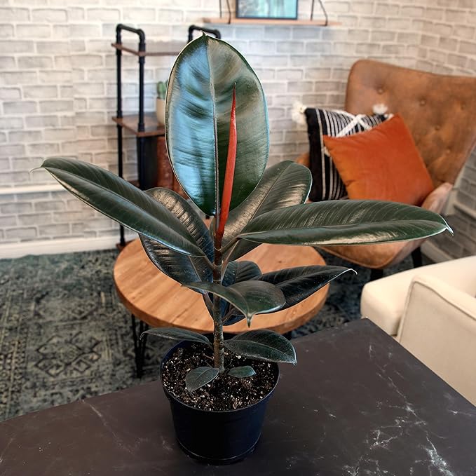 Burgundy Ficus Tree Live Plant (Approx. 16" Tall) in 6 Inch Pot, Rubber Plant, Air Purifying Plant, Easy Plant Décor, House Plant, Indoor Plant, Desk Plant & Office Plant by Plants for Pets