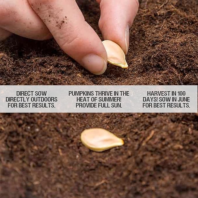 Seed Needs, Blue Jarrahdale Pumpkin Seeds - 20 Heirloom Seeds for Planting Cucurbita Maxima - Non-GMO & Untreated - Tasty Decorative Pumpkin for Halloween & Fall (1 Pack)