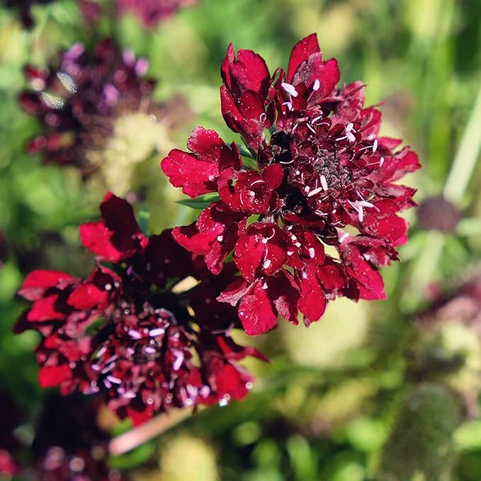 Outsidepride 200 Seeds Perennial Red Scabiosa Pincushion Flower Seeds for Planting