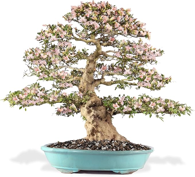 Premium Bonsai Soil All Purpose Fast Draining Mix - 20 Quart - Pumice, Lava, Calcined Clay and Pine Bark Potting Pre Mixed Bonsai Plant Soil Mixture by GARDENERA - Made in USA - (4 Bags of 5QT)