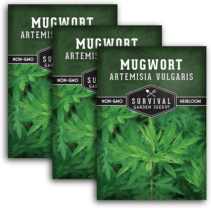 Common Mugwort Seed for Planting - 3 Packets with Instructions to Plant and Grow Artemisia Vulgaris in Your Home Vegetable Garden - Non-GMO Heirloom Variety - Survival Garden Seeds