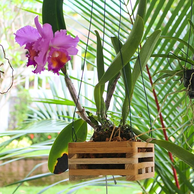 Set of 3 Strong Hanging Orchid Baskets with Hangers, for Orchids, Staghorn Ferns, Handmade Rustic Wood Vanda Baskets, Staghorn Fern Mount