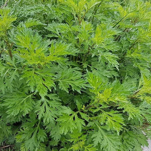 Outsidepride 10000 Seeds Perennial Mugwort Herb Garden Seeds for Planting