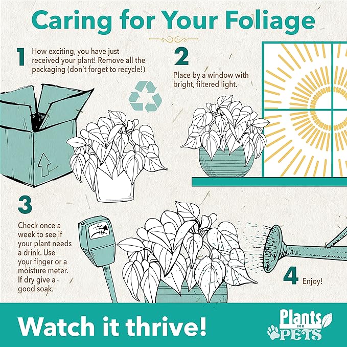 Audrey Ficus Tree Live Plant (Approx. 16" Tall) in 6 Inch Pot, Air Purifying Plant, Easy Plant Decor, Ficus Audrey Plant Live Indoor Plant, House Plant, Desk Plant & Office Plant by Plants for Pets