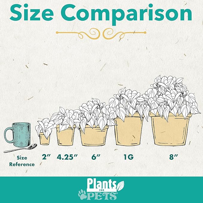 Marble Queen Pothos Hanging Basket, Variegated Pothos Live Plant Decor, Real Pothos Plant with Hanger, Desk Plant & Office Plant, Plant Gift, Easy to Grow House Plant by Plants for Pets